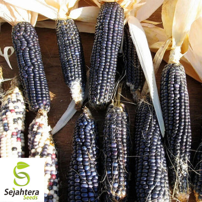 Hopi Blue Corn Seeds - 500+ Heirloom, Non-GMO, Organic & Rare Native Variety