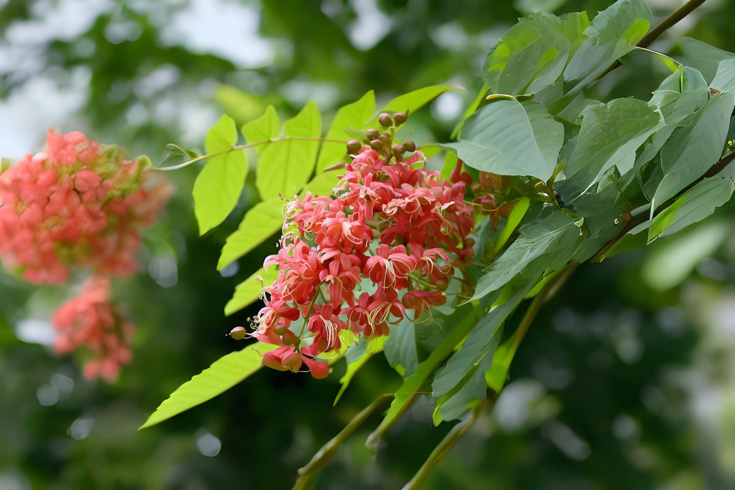 Chinese Mahogany Toon Red Toon (Toona sinensis)
