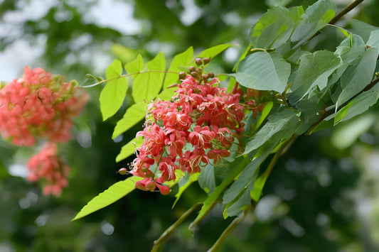 Chinese Mahogany Toon Red Toon (Toona sinensis)