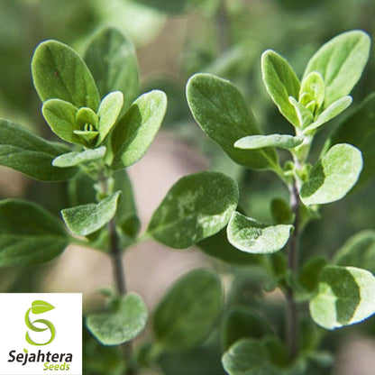 2000 Sweet Marjoram Seeds (Origanum majorana) - Non-GMO, Aromatic & Culinary Herb