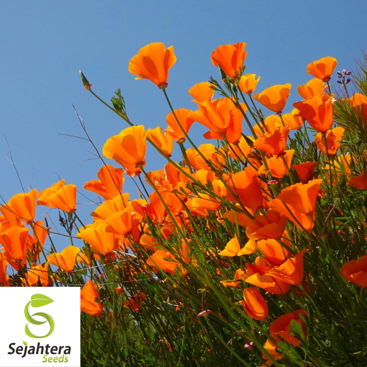 Orange California Poppy Seeds 500+ | Eschscholzia californica Flower USA