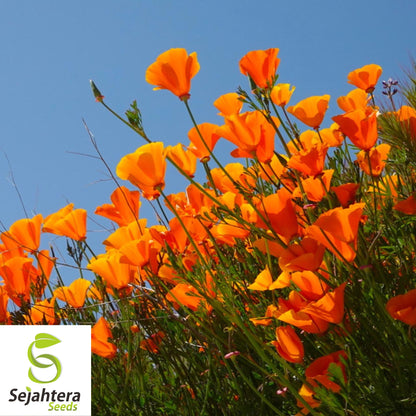 Orange California Poppy Seeds 500+ | Eschscholzia californica Flower USA