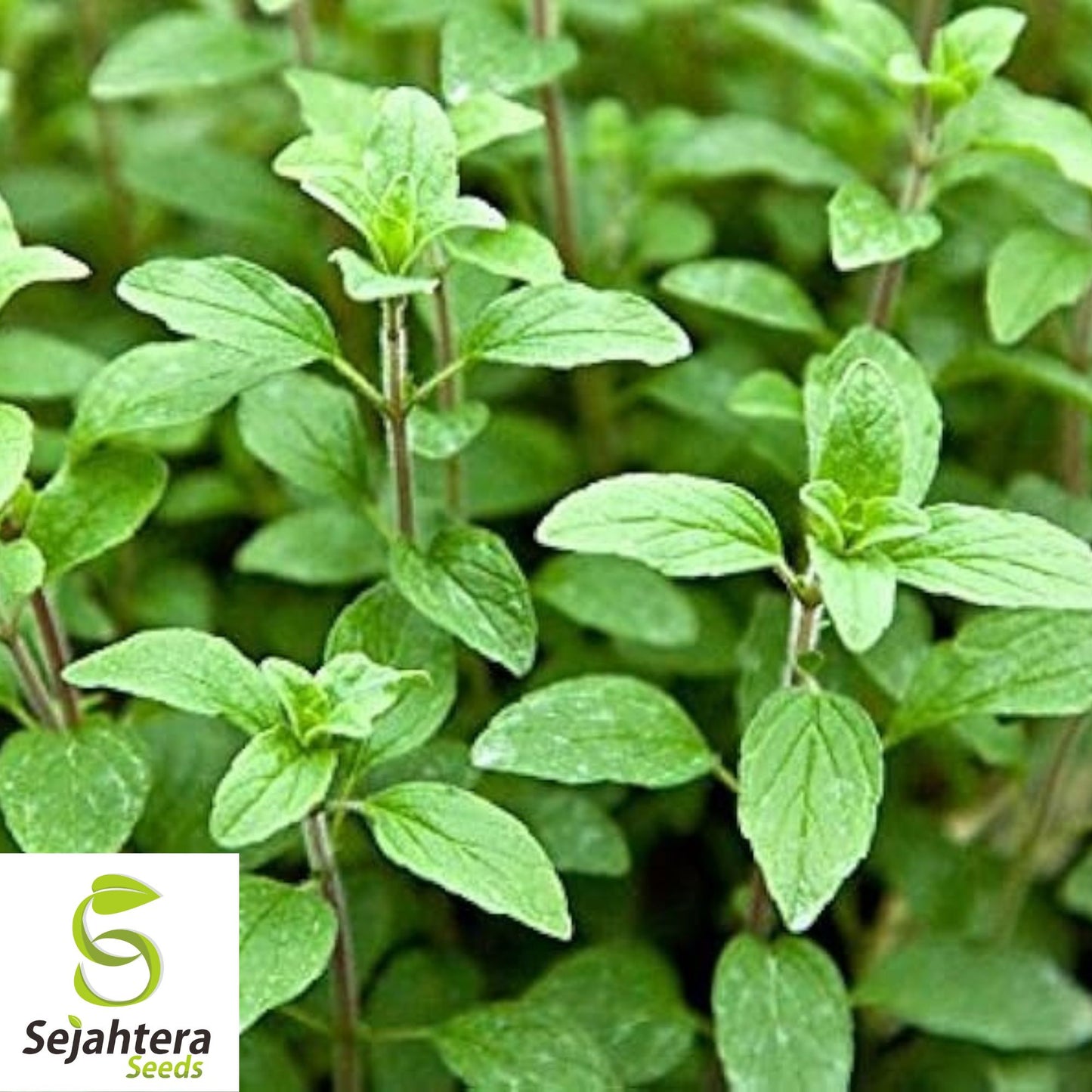 250 Italian Oregano Herb Seeds - Non-GMO, Aromatic & Flavorful Herb