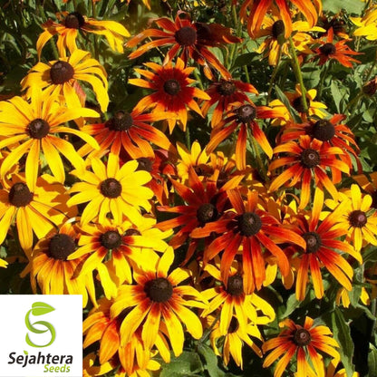 Gloriosa Daisy Seeds 300+ | Perennial Native Wildflower FREE SHIPPING USA