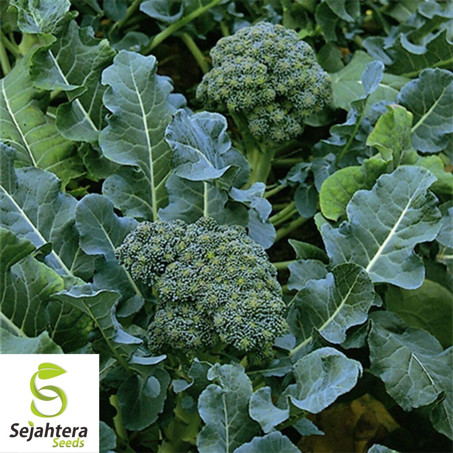 Broccoli Seeds 600+ | Green Sprouting Calabrese Heirloom NON-GMO USA