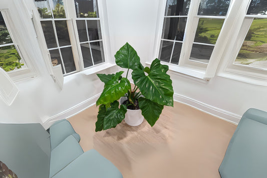 Philodendron Giganteum Plant in 14" Pot - Philodendron giganteum - Lush Green Foliage, Ideal for Indoor Gardening
