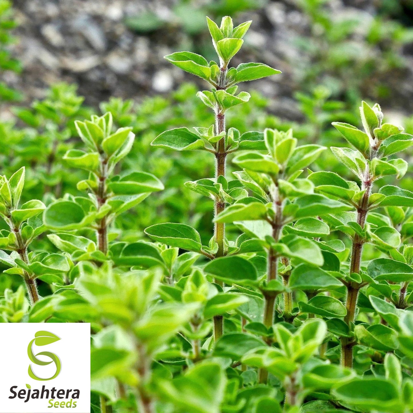 2000 Sweet Marjoram Seeds (Origanum majorana) - Non-GMO, Aromatic & Culinary Herb