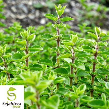 2000 Sweet Marjoram Seeds (Origanum majorana) - Non-GMO, Aromatic & Culinary Herb