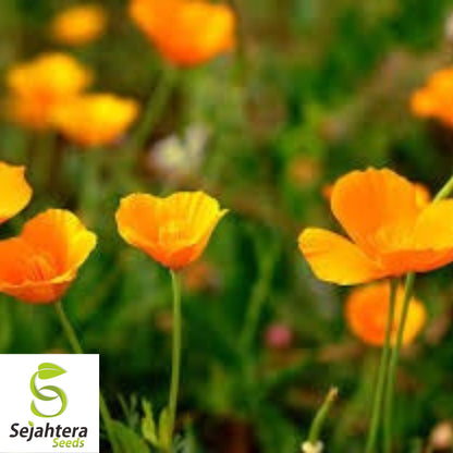 California Orange Poppy Seeds - 250+ Heirloom - Bright Blooms - Non-GMO