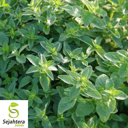 250 Italian Oregano Herb Seeds - Non-GMO, Aromatic & Flavorful Herb