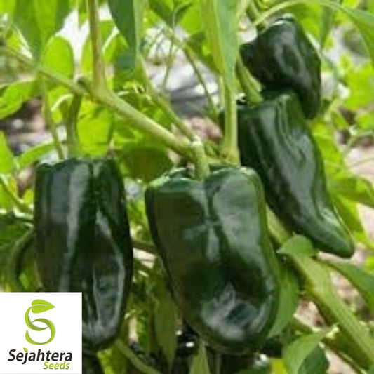 Ancho Poblano Pepper Seeds 25+ | Heirloom Vegetable NON-GMO USA