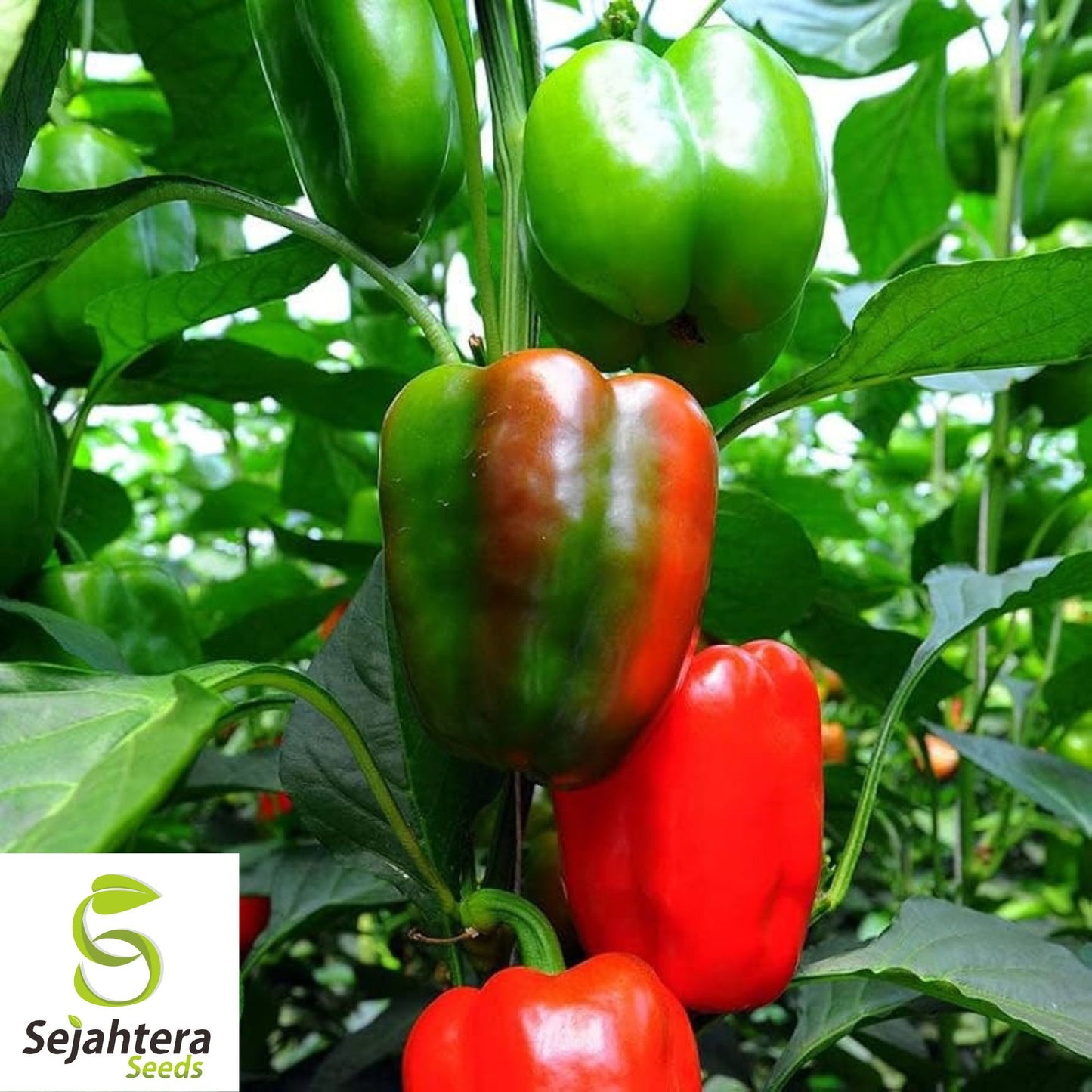 25 California Wonder Pepper Seeds - Non-GMO, Sweet & Versatile Variety