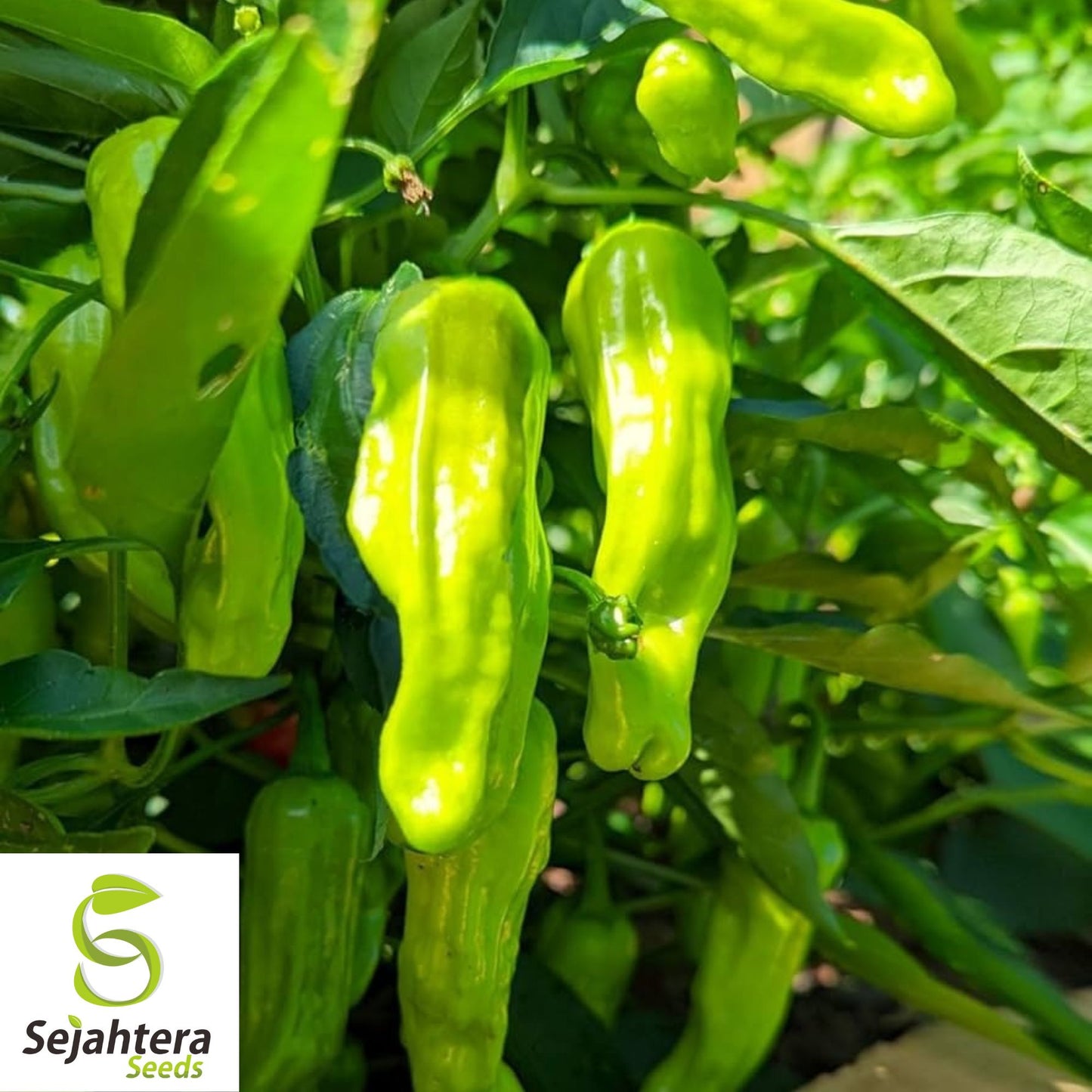 20 Orange Shishito Pepper Seeds - Non-GMO, Sweet & Mild Gourmet Variety