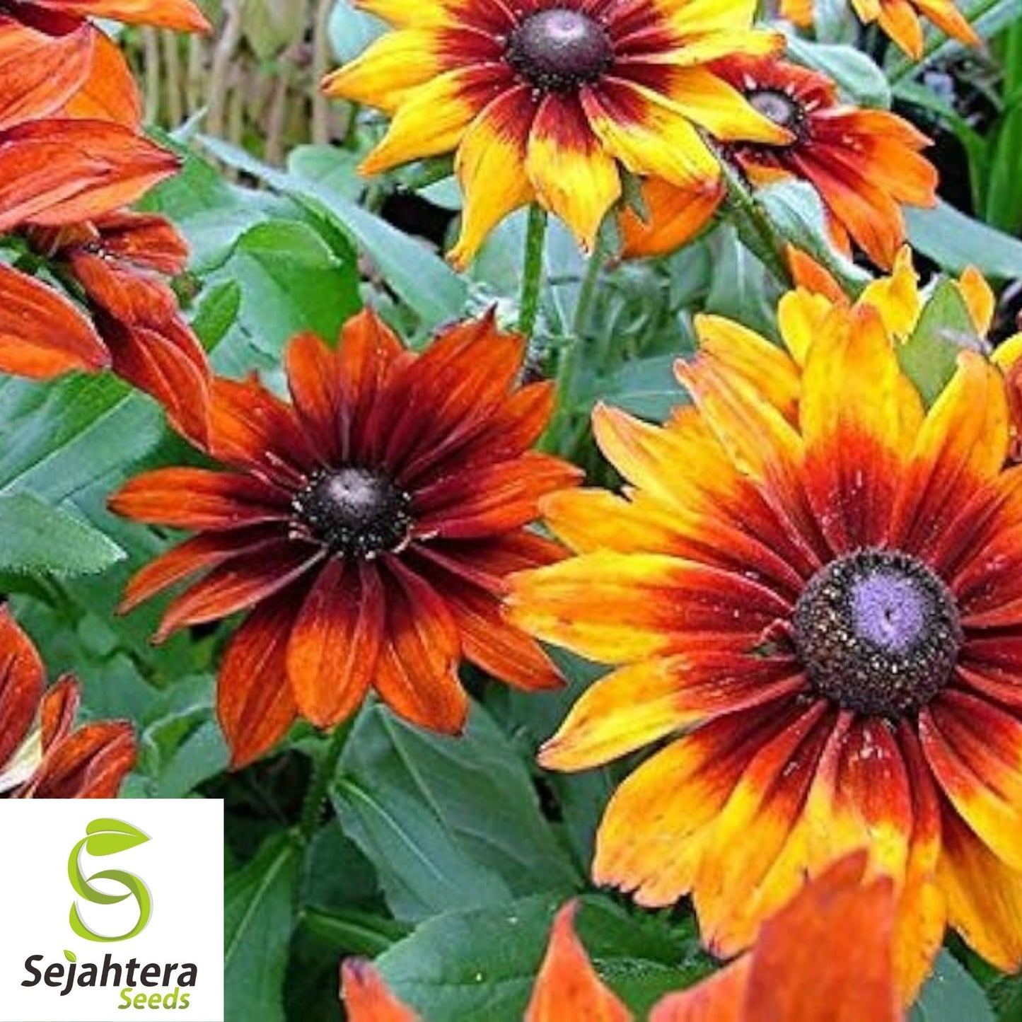 Gloriosa Daisy Seeds 300+ | Perennial Native Wildflower FREE SHIPPING USA