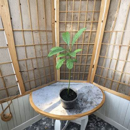 Avocado Tree – Persea americana 2 Live Seedlings | 18 Inches Tall | Ready to Plant  Tropical Fruit Starter | Backyard & Patio Friendly | Easy to Grow