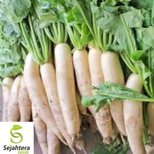 200+ Daikon Radish Seeds - Japanese Minowase, Heirloom, Organic, Non-GMO, Crisp & Mild