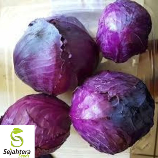 1000+ Red Acre Cabbage Seeds - Heirloom, Organic, Non-GMO, Sweet & Crisp