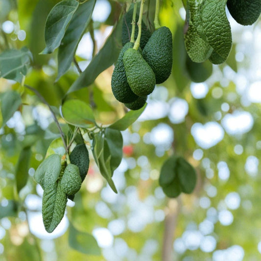 Avocado Tree – Persea americana 2 Live Seedlings | 18 Inches Tall | Ready to Plant  Tropical Fruit Starter | Backyard & Patio Friendly | Easy to Grow