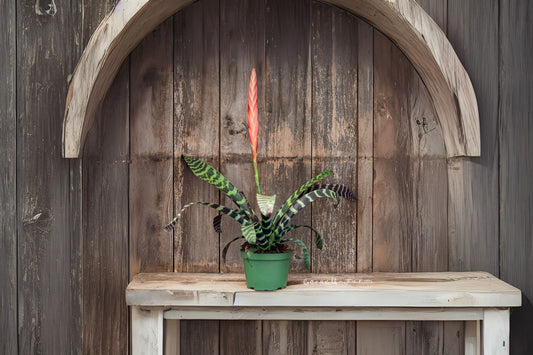 Bromeliad Vriesea Splenreit 4" Pot - Tropical Houseplant for Indoor Décor, Unique Foliage, Ideal for Plant Lovers