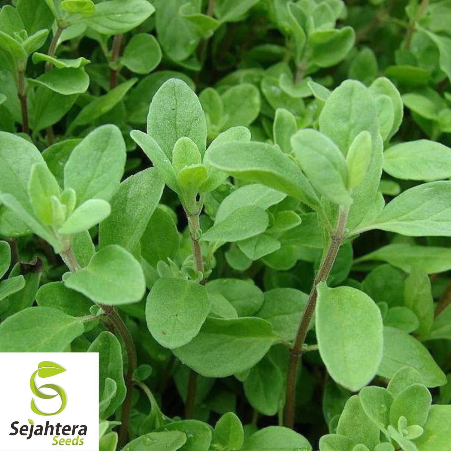 2000 Sweet Marjoram Seeds (Origanum majorana) - Non-GMO, Aromatic & Culinary Herb