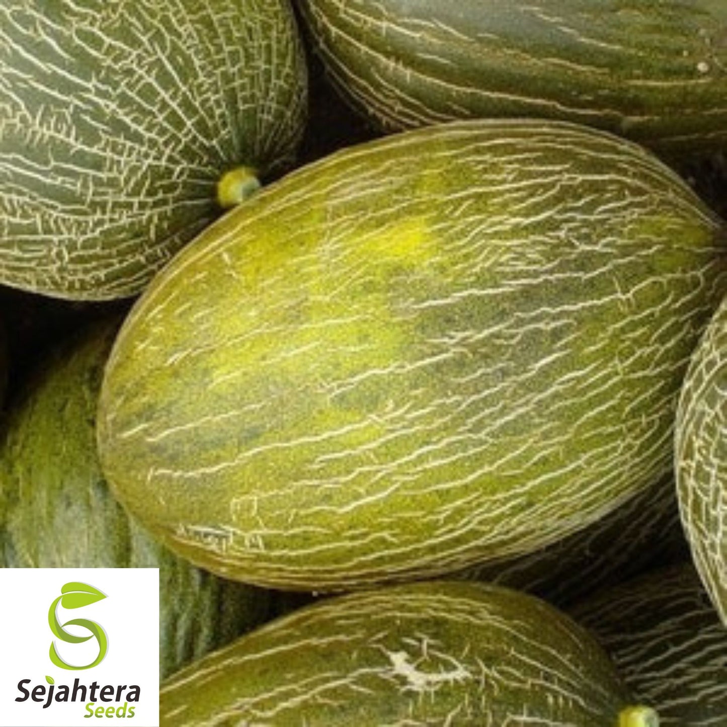 25 Piel De Sapo Melon Seeds - Non-GMO, Sweet "Santa Claus" Melon Variety