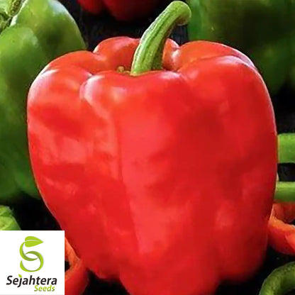 25 California Wonder Pepper Seeds - Non-GMO, Sweet & Versatile Variety