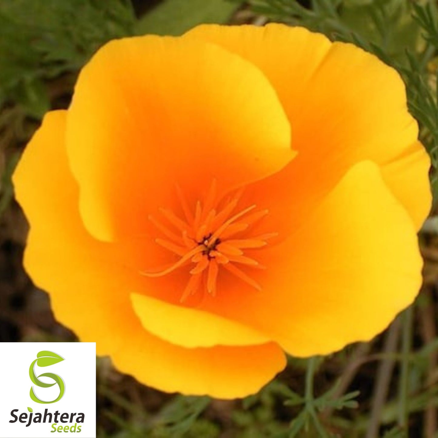 California Orange Poppy Seeds - 250+ Heirloom - Bright Blooms - Non-GMO