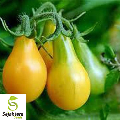 150 Yellow Pear Tomato Seeds - Heirloom, Non-GMO & Sweet Garden Variety