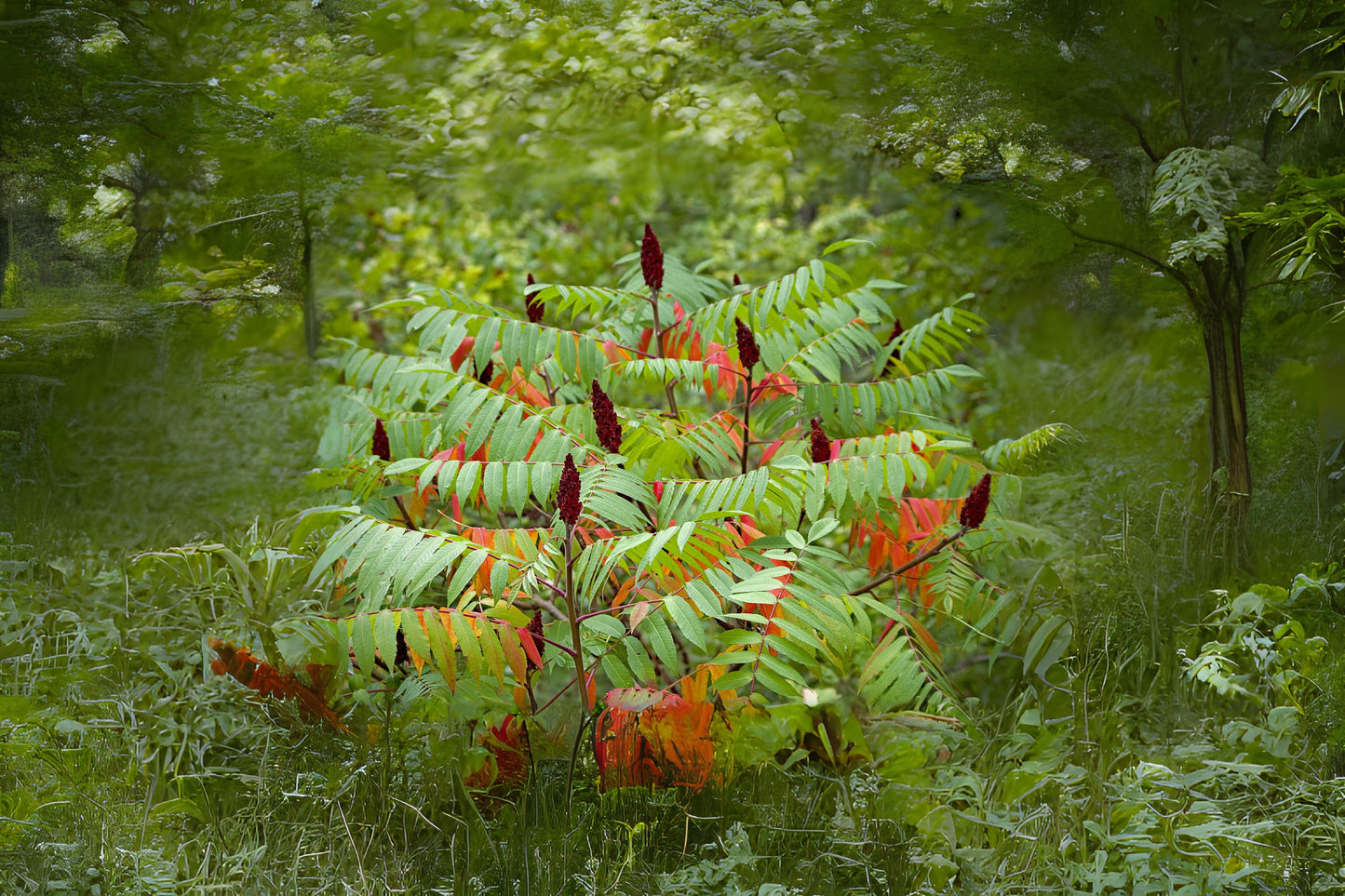 Staghorn Sumac (Rhus typhina)