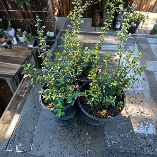 Chilean Guava – Ugni molinae Live Evergreen Shrub | 4–8 Inches Tall | Ships in 1 Gallon Pot  Sweet Edible Berries | Fragrant Flowers | Compact Garden Shrub
