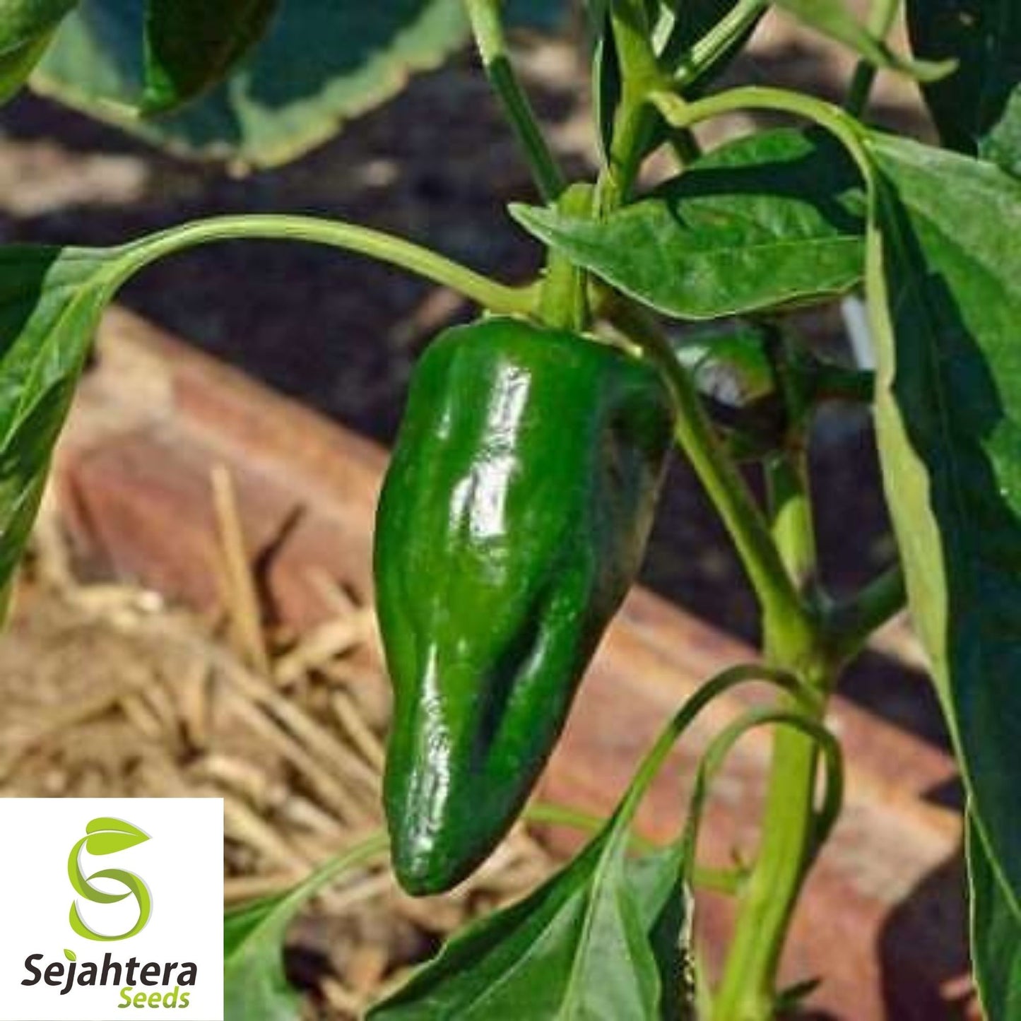 Ancho Poblano Pepper Seeds 25+ | Heirloom Vegetable NON-GMO USA