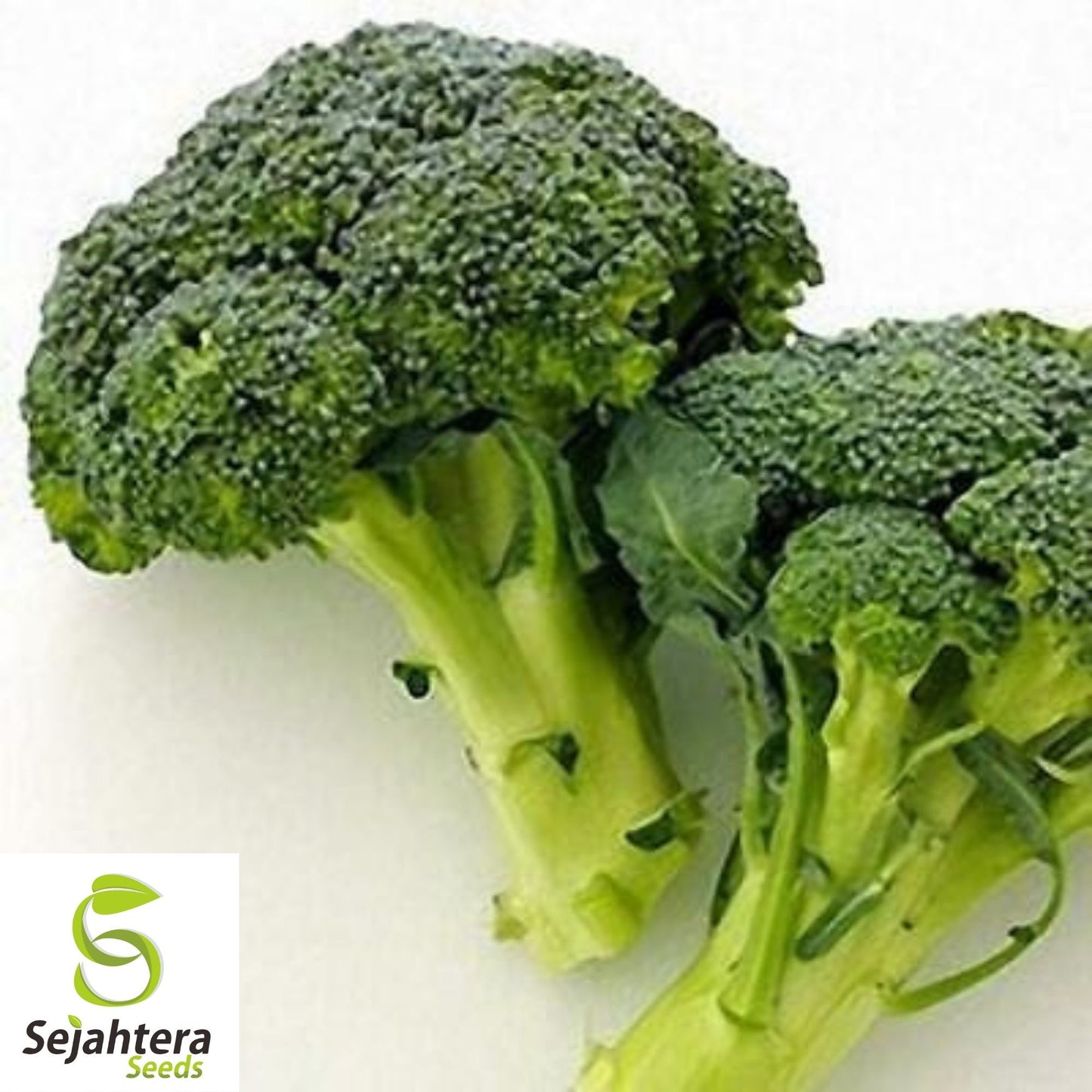 Broccoli Seeds 600+ | Green Sprouting Calabrese Heirloom NON-GMO USA