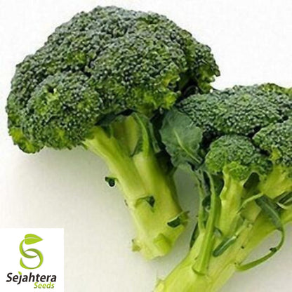 Broccoli Seeds 600+ | Green Sprouting Calabrese Heirloom NON-GMO USA