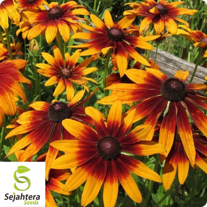 Gloriosa Daisy Seeds 300+ | Perennial Native Wildflower FREE SHIPPING USA