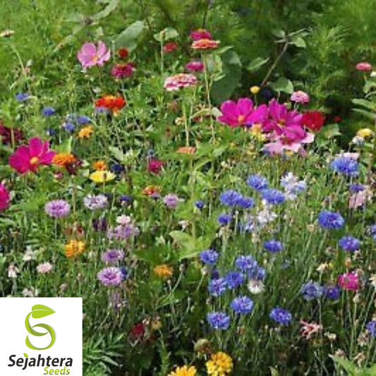 500+ Bold Color Wildflower Seeds - Annual, Non-GMO, 10 Vibrant Flower Varieties