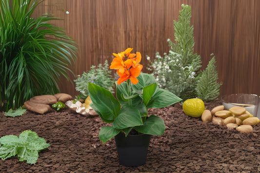 Live Orange Canna Lily Plant 1 Gallon Pot - Bright Blooms for Gardens & Patios - Canna indica