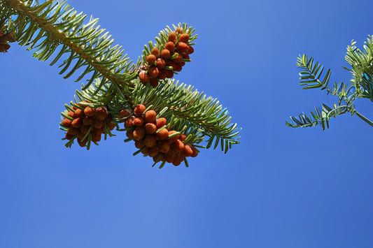 Trojan Fir (Abies nordmanniana ssp. equi-trojani)