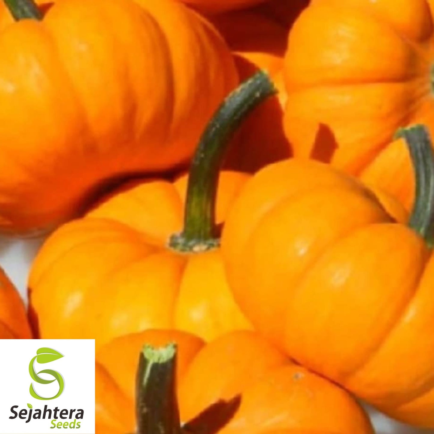 Jack Be Little Pumpkin Seeds - 100+ Heirloom, Organic, Non-GMO & Fresh