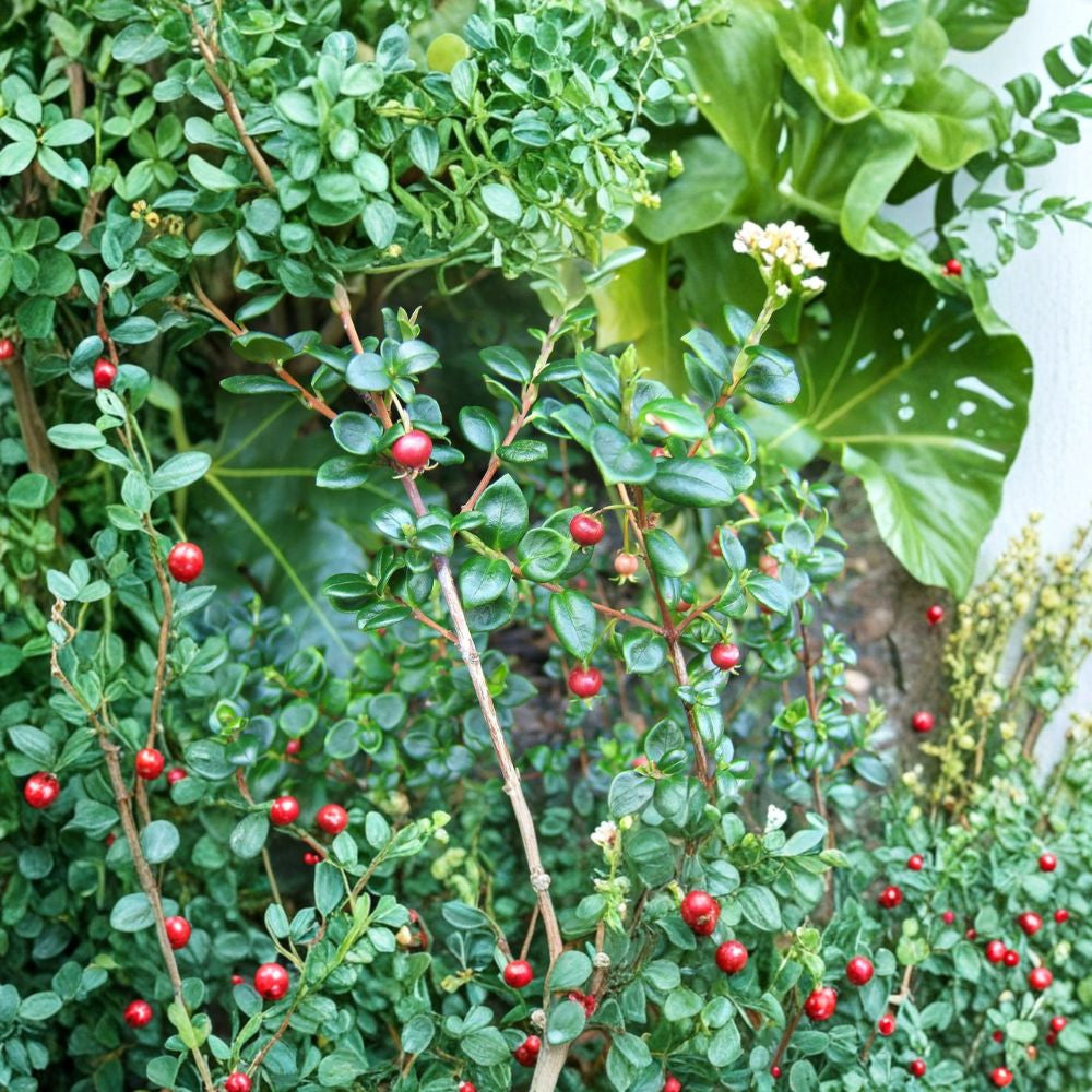 Chilean Guava – Ugni molinae Live Evergreen Shrub | 4–8 Inches Tall | Ships in 1 Gallon Pot  Sweet Edible Berries | Fragrant Flowers | Compact Garden Shrub