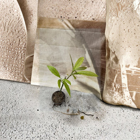 Avocado Tree – Persea americana Live Seedling | 15 Inches Tall | Includes Nursery Pot  Trimmed Starter Plant | Indoor & Outdoor Friendly | Ready to Plant