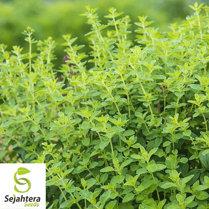 250 Italian Oregano Herb Seeds - Non-GMO, Aromatic & Flavorful Herb