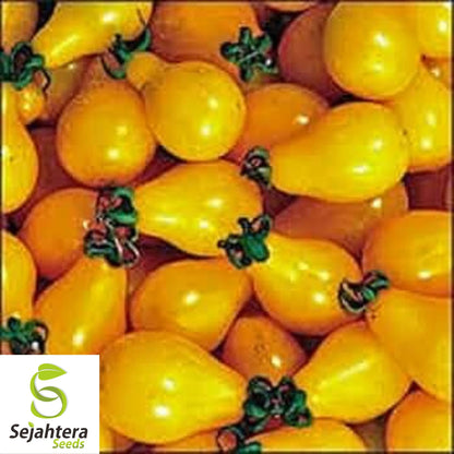 150 Yellow Pear Tomato Seeds - Heirloom, Non-GMO & Sweet Garden Variety