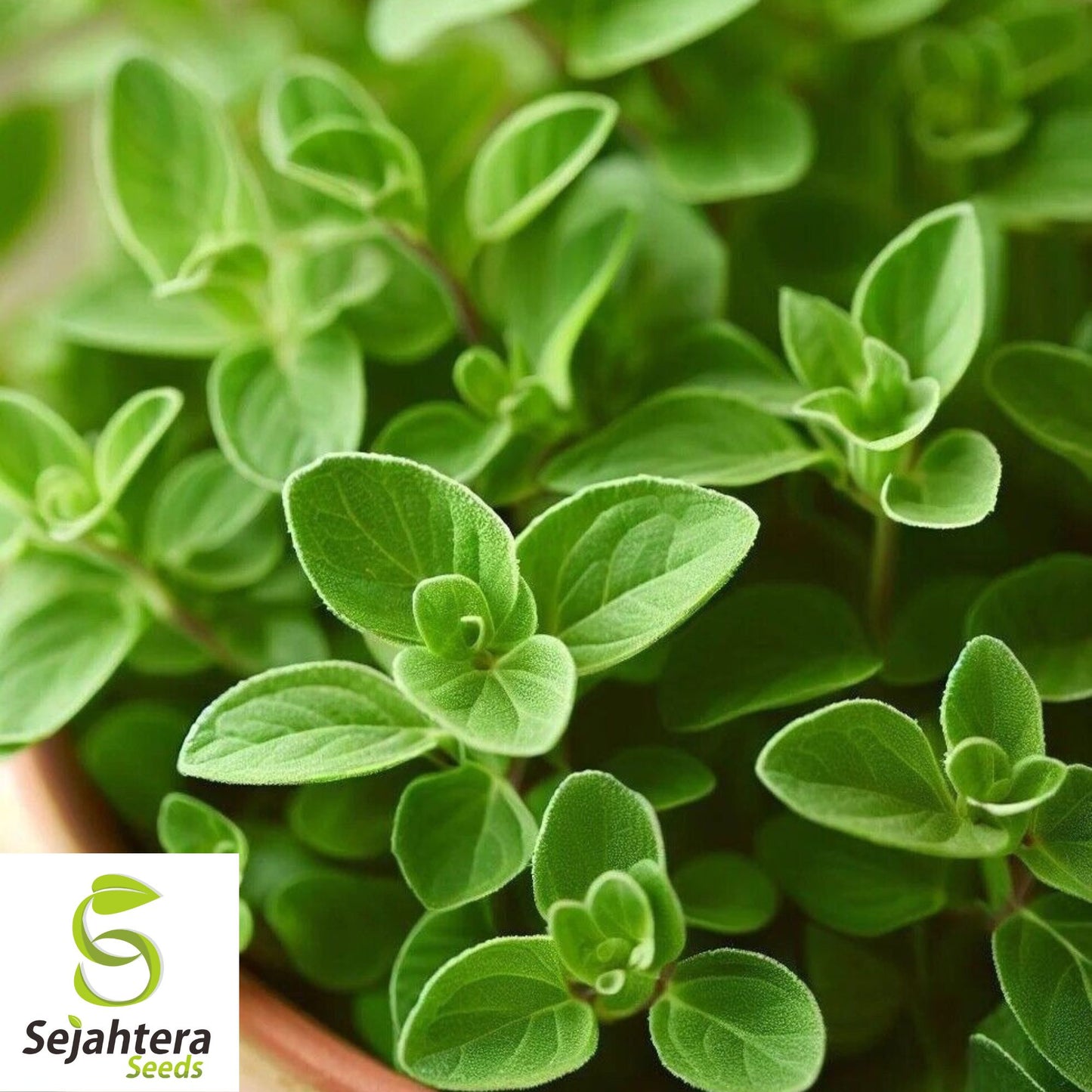 2000 Sweet Marjoram Seeds (Origanum majorana) - Non-GMO, Aromatic & Culinary Herb