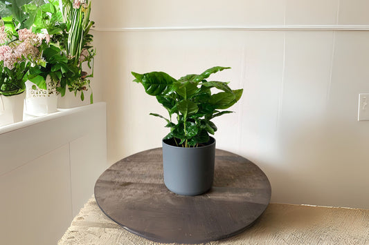 Coffee Plant - Arabica Variety - Coffea arabica - Healthy Indoor Plant for Coffee Lovers - Perfect for Home or Office