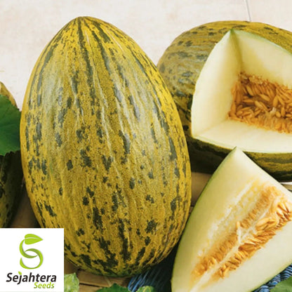 25 Piel De Sapo Melon Seeds - Non-GMO, Sweet "Santa Claus" Melon Variety