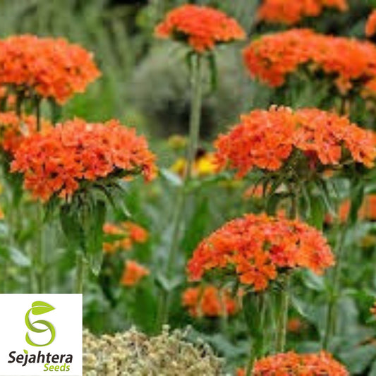 300+ Maltese Cross Seeds - Lychnis Chalcedonica, Vibrant Perennial Flower
