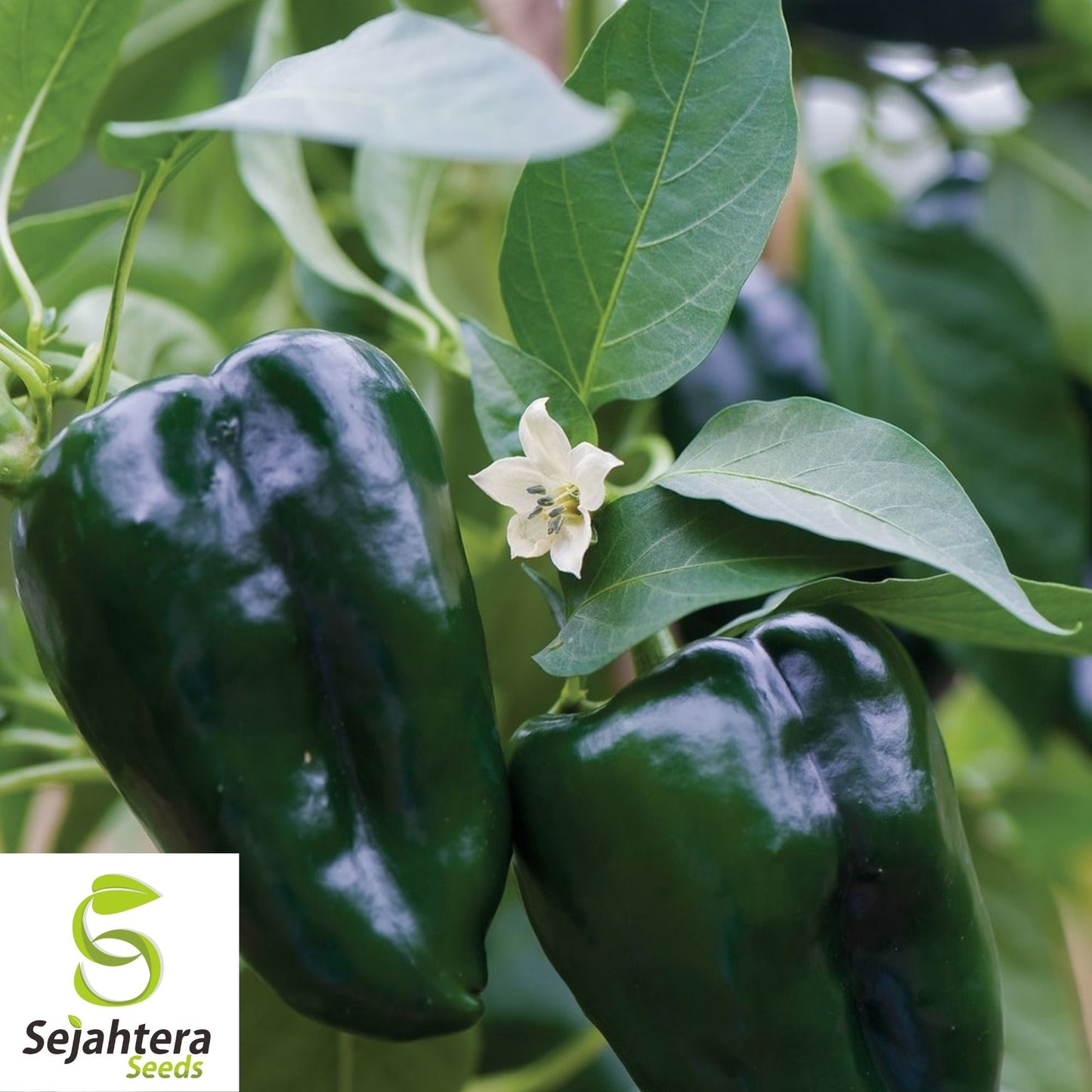 Ancho Poblano Pepper Seeds 25+ | Heirloom Vegetable NON-GMO USA