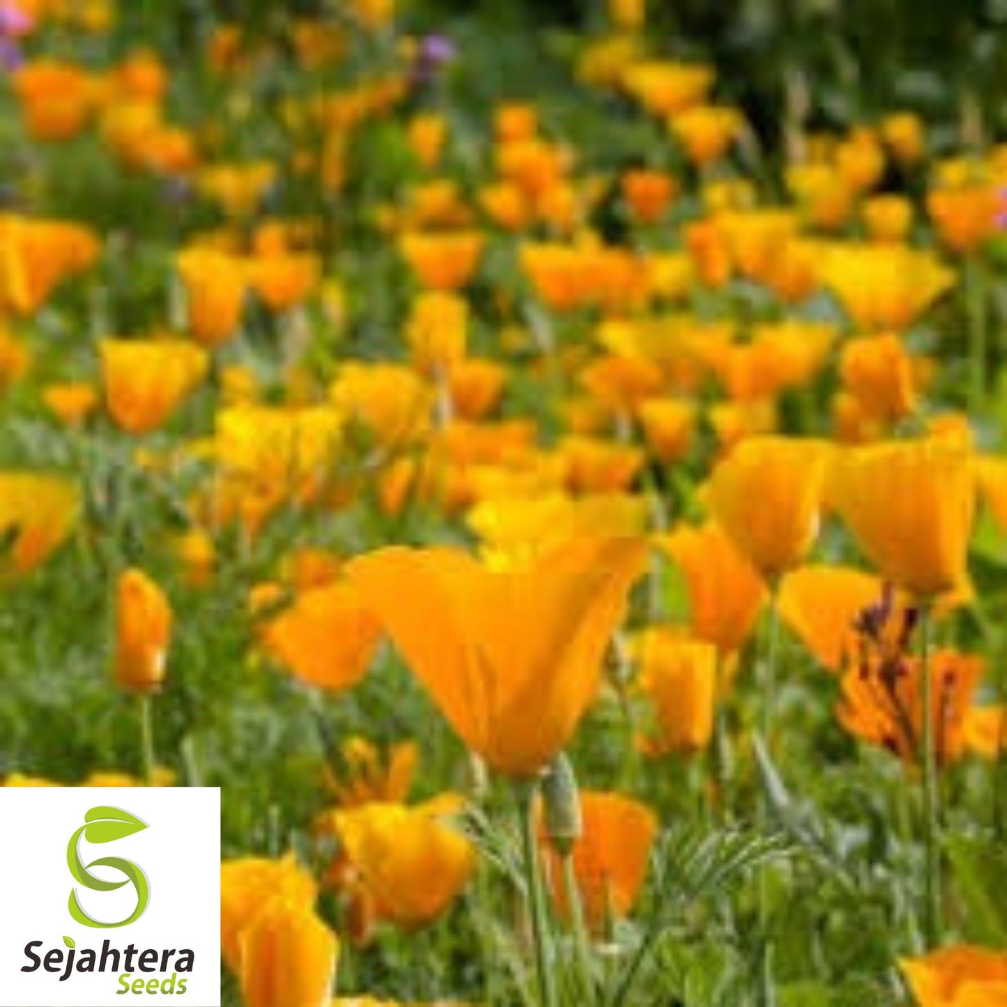 California Orange Poppy Seeds - 250+ Heirloom - Bright Blooms - Non-GMO