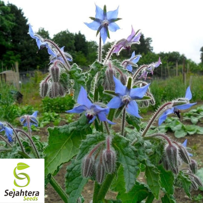 Borage Herb Seeds - 200+ Heirloom, Non-GMO, Pest Repellent & Fresh