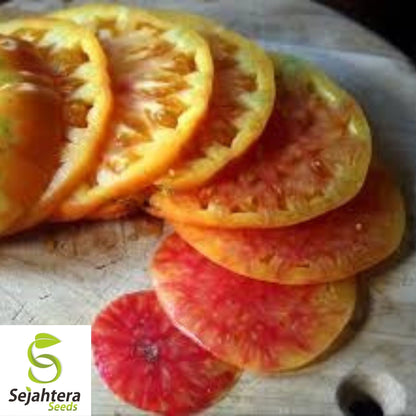 Hillbilly Heirloom Tomato Seeds 50 Ct | Indeterminate NON-GMO Vegetable USA